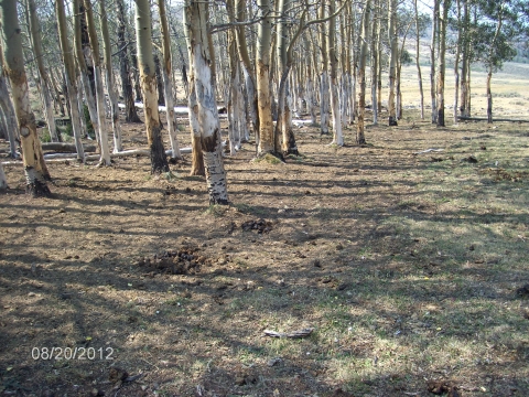 patch of aspen trees that have their bark stripped and no overhanging branches/foliage