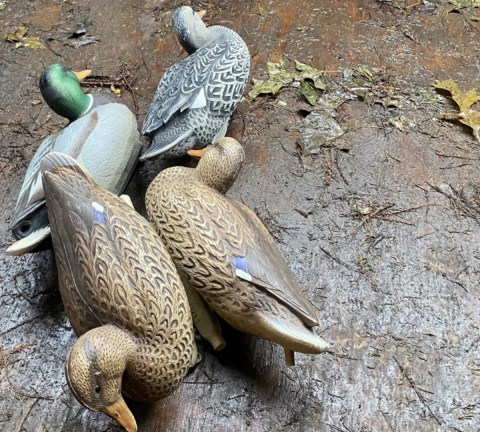 Four duck decoys lay on the ground. There is one drake and four hens. 