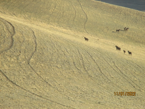 Feral horse trails cut into the yellowish landscape of heavily grazed rangeland