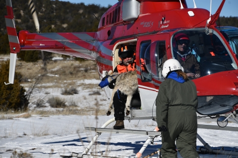 A biologist brings in a darted Mexican wolf on a helicopter