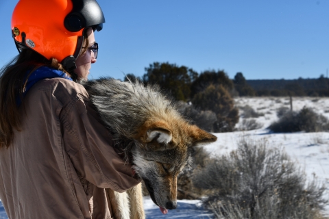 A biologist brings in a darted Mexican wolf from a helicopter