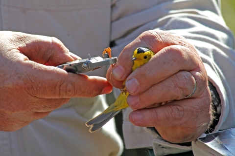 A biologist holds a yellow songbird and applies a bird band to the bird's foot