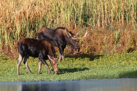 Two moose browse on vegetation next to a pond