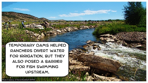 push up dam blocking a river and creating rough waters with the text "Temporary dams helped ranchers divert water for irrigation, but they also posed a barrier for fish swimming upstream"