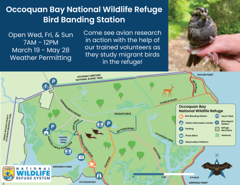 A flyer and map for the bird banding station at Occoquan Bay NWR.