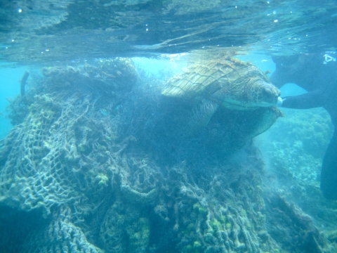 A diver attempts to free a turtle from a net. The turtle sits just below the surface of the water and is tangled in a mound of fishing nets. 