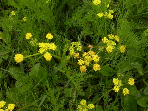Yellow flowers on green stems