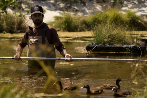 A Laysan duck team member captures Laysan ducks at Sand Island.