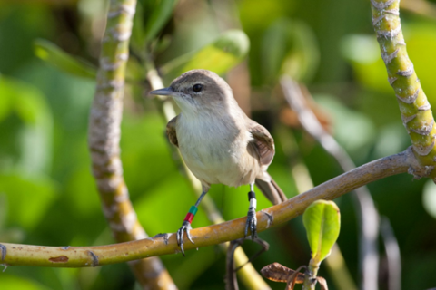 Small gray bird with tags on its legs rests on a branch. 