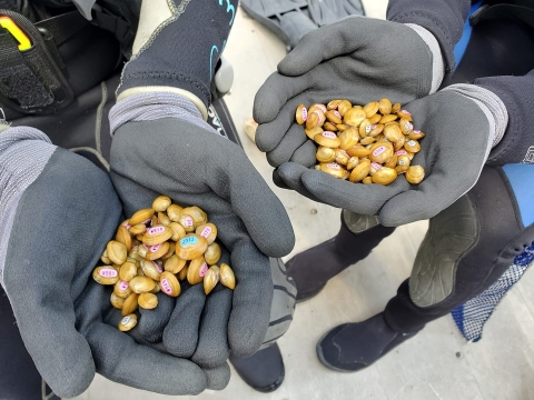 two sets of gloved hands hold dozens of small tagged mussels