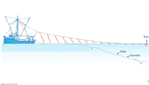 A diagram showing a fishing vessel on the ocean. A groundline with hooks is being dragged in the water behind the boat. This vessel has an additional line dragging behind it from a higher point on the deck of the boat. The additional line has streamers dangling off of it and a buoy at the end to help keep it afloat. 