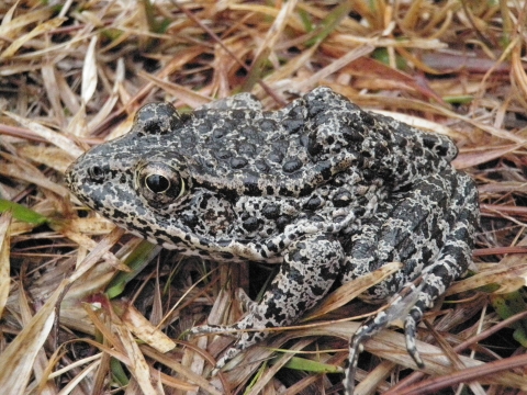 a frog sitting on dry grass