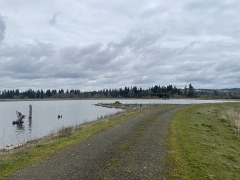 Trail is a gravel service road with short green vegetation on either side. A wetland spans the left of the trail, with some woody debris. Tall coniferous trees in distance. Sky above is cloudy.