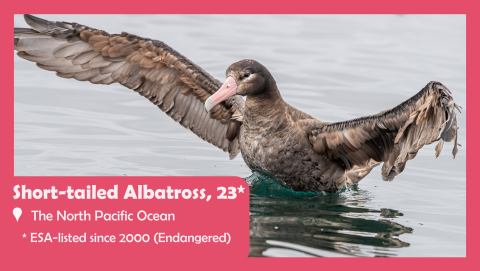 Photo of a juvenile short-tailed albatross. Text reads: short-tailed albatross, 23. The north pacific ocean. ESA-listed since 2000. Endangered. 