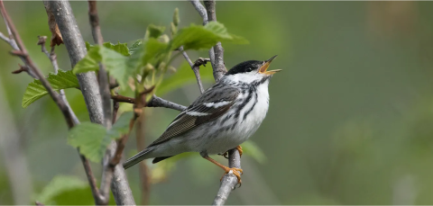 Small black and white songbird perched on an alder branch
