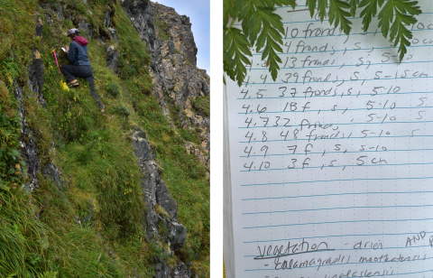 Two photos. The left photo shows a biologist on a cliff counting ferns. The right photo shows a photo of a field notebook with fern counts. 