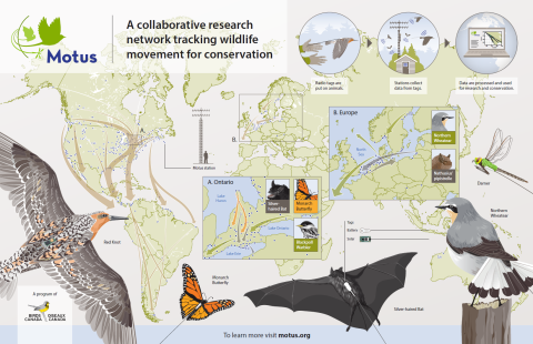 Infograph showing a red knot, monarch butterfly, silver haired bat, darner and Northern Wheatear over a world map with lines indicating migration routes of these species and graphics of radio tags, a motus station and a laptop showing how data can be accessed online. Text saying "Motus" "A collaborative research network tracking wildlife movement for conservation" "To learn more visit motus.org" and the Birds Canada logo