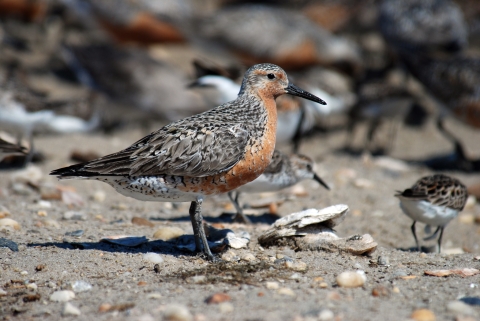 A red knot stands on a rocky beach, surrounded by other birds. 