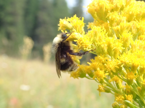 Western bumblebee on goldenrod in the Wallowa Mountains in Oregon