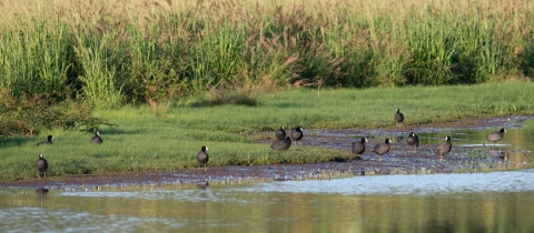 Thirteen black water birds with round little bodies and bright white beaks stand on a grassy bank of a wetlands pond. There is very tall grass behind them.