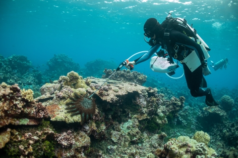 Scuba diver holds bag and long tool for coral reef treatment