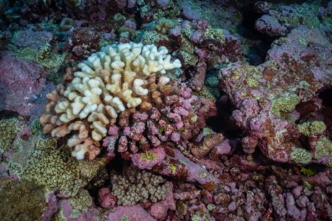 Coral cluster is half pink and half white.