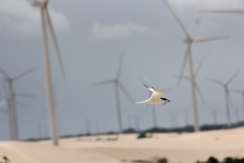 A white bird with a black head and fish in its mouth flies in front of wind turbines
