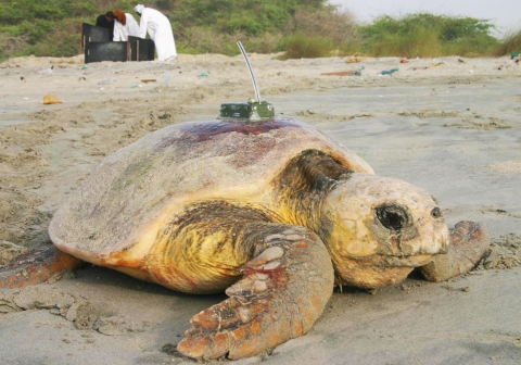A loggerhead turtle with a radiotracking device on its carapace on the beach, with two people dressed in dishdashas with hats in the background leaning over a box