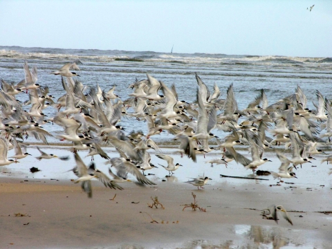 A flock of birds flies along a sandy beach, with ocean waves behind