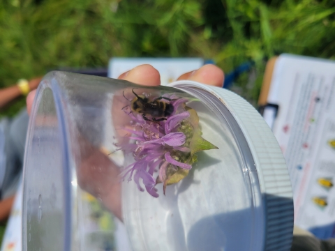 Closeup of an upside-down clear plastic jar that contains a light purple flowerhead and yellow and black bumble bee inside of it on the right side. In the background, you can see blurred green vegetation and a bumble bee identification key.