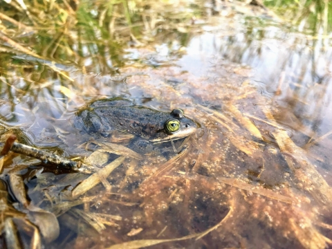A dull-colored frog with golden eye crouches on dead vegetation at the surface of a shallow pond.