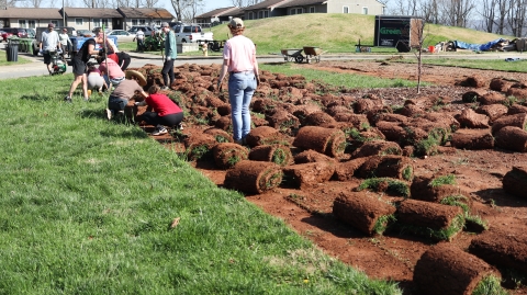 Several people working to pull up grass in lengths of sod