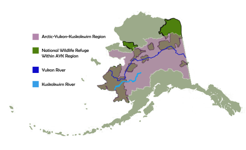 A map of Alaska that highlights the Arctic-Yukon-Kuskokwim Region, National Wildlife Refuge lands within the AYK Region, the Yukon River, and the Kuskokwim River. 