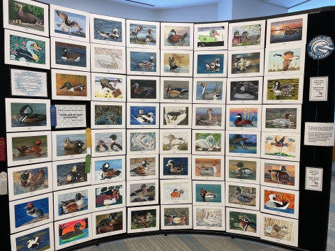 Images of Junior Duck Stamp Artwork from 2023 contest