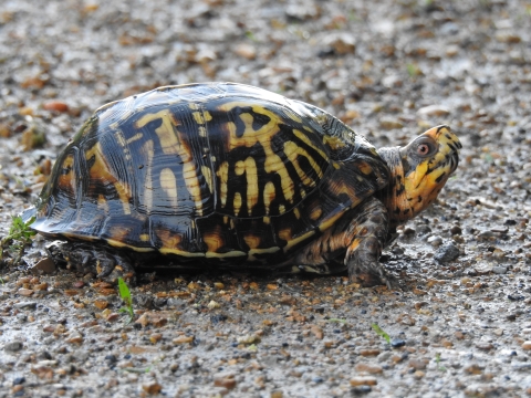 Male Eastern Box Turtle on a gravel road.