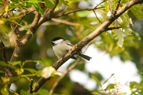 a black capped chickadee in a tree