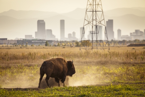 A large brown mammal stirs up dust, with city skyline and mountains in the distance.