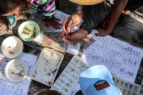 People gathered around a table covered with trays holding aquatic invertebrates