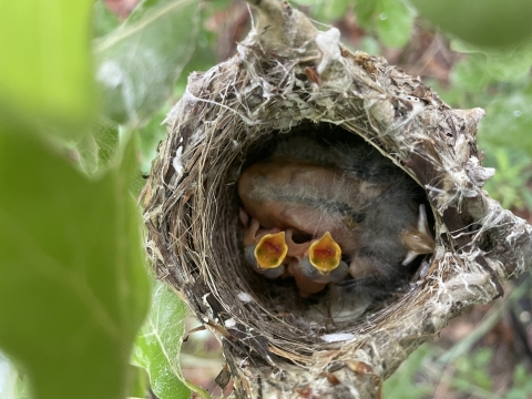 3 nestlings sit in a nest.