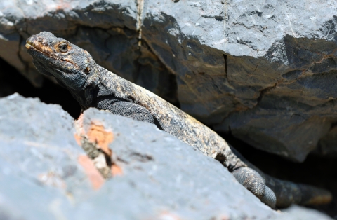 Rocks above and below a lizard hiding in a crevice