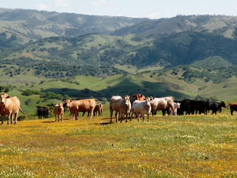 cows standing in a field of yellow and white wildflowers with green hills behind them