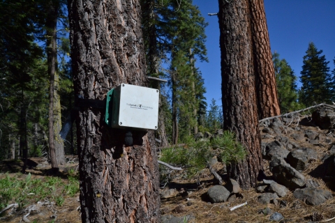 A silver box about 6 inches wide hangs on the trunk of a pine tree. The box is a remote acoustic monitoring unit. 