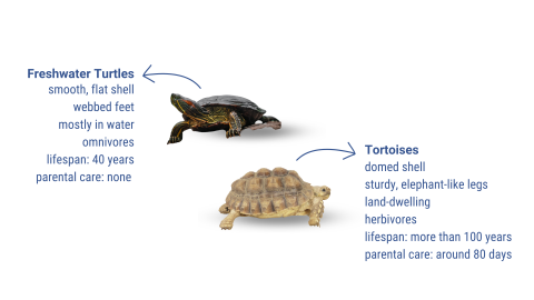 A graphic comparing the differences between tortoises and freshwater turtles. It states for freshwater turtles: smooth, flat shell; webbed feet; mostly in water; omnivores; lifespan:40 years; parental care: none. Tortoises states: domed shell; sturdy, elephant-like legs; land-dwelling; herbivores; lifespan: more than 100 years; parental care: around 80 days