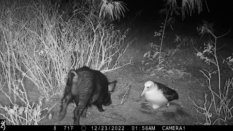 An image of a pig staring down an albatross who has a large egg underneath it in a ground nest. The photo is a night shot in black and white. It is labeled December 23, 2022, 1:56 AM. 