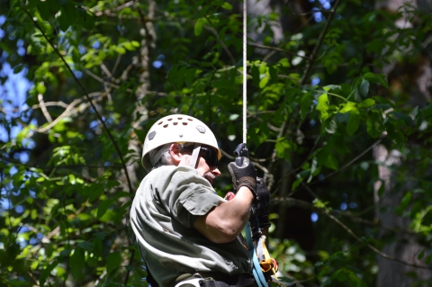 USFWS biologist Jeremy Buck ascending a tree on a fixed rope to place an eaglet in a nest. He's wearing a white helmet, gray shirt, and gloves.