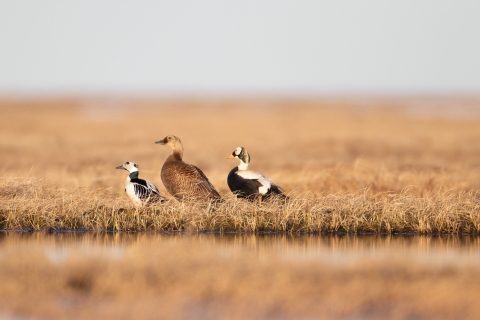 A male Steller's eider with a pair of spectacled eider at the edge of a tundra pond