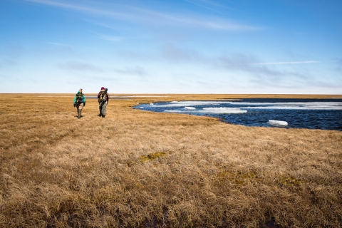 Two biologists search for nests in the Arctic tundra covered with yellow-brown vegetation.
