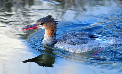 A duck with a long red beak and an orange neck swims in a body of water.
