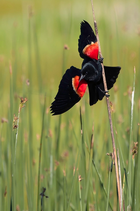 A red-winged blackbird perched on some reeds