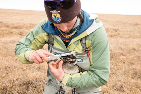 FWS Scientist taking measurements of a long-tailed ducks head and bill length in the field